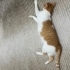 Anne kedi yeni doğum yaptı aşıları yapıldı kısırlaştırıldı fotoğraf