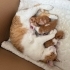 Anne kedi yeni doğum yaptı aşıları yapıldı kısırlaştırıldı fotoğraf