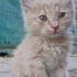 ACİL YUVA 🐾 Sokakta yaşıyor acil sevgi dolu yuva arıyor fotoğraf