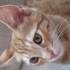 Yavru kedi sahiplendirme / Acil fotoğraf