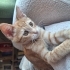 Yavru kedi sahiplendirme / Acil fotoğraf