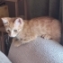 Yavru kedi sahiplendirme / Acil fotoğraf