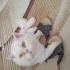 Uysal tatlı kedi fotoğraf