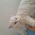 Uysal tatlı kedi fotoğraf