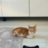 1.5-2 aylık bebeğe kalıcı yuva arıyoruz fotoğraf