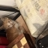 Sevgi Dolu 2 Aylık Sarman Yavru Kedi Lucky Yuvasını Arıyor 🧡 fotoğraf