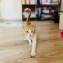 Sevgi Dolu 2 Aylık Sarman Yavru Kedi Lucky Yuvasını Arıyor 🧡 fotoğraf