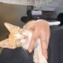 Sevgi Dolu 2 Aylık Sarman Yavru Kedi Lucky Yuvasını Arıyor 🧡 fotoğraf