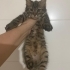 Kaplan’la tanışmaya hazır mısınız? Küçük bir kaplan, kocaman bir karakter! fotoğraf