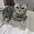 BRITISH SHORTHAİR KISIR 10 AYLIK UYSAL SAKİN ÜCRETSİZ SAHİPLENDİRME fotoğraf