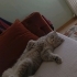 Bademe Yuva Arıyoruz fotoğraf