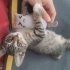 Lokumcuğa yuva çok acil fotoğraf