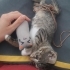 Lokumcuğa yuva çok acil fotoğraf