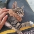 Lokumcuğa yuva çok acil fotoğraf