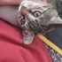 Lokumcuğa yuva çok acil fotoğraf