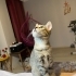 Minik Labneye acil sıcak bir yuva aranıyor fotoğraf