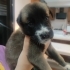 PORTEKIZ ÇOBAN KÖPEĞİ VE KANGAL KIRMASI fotoğraf