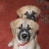 KANGAL YAVRULARI fotoğraf