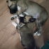 KANGAL YAVRULARI fotoğraf