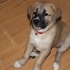 KANGAL YAVRULARI fotoğraf