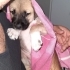 KANGAL YAVRULARI fotoğraf