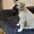 KANGAL YAVRULARI fotoğraf
