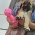 KANGAL & PORTEKİZ ÇOBAN YAVRULARI fotoğraf