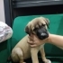 KANGAL & PORTEKİZ ÇOBAN YAVRULARI fotoğraf