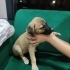 KANGAL & PORTEKİZ ÇOBAN YAVRULARI fotoğraf