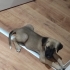 KANGAL & PORTEKİZ ÇOBAN YAVRULARI fotoğraf