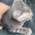 Yavrulara yuva arıyoruz fotoğraf