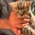 4 yavru minnoş sokak kedisi fotoğraf