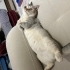 Pattise sakin bir yuva arıyoruz fotoğraf
