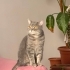 Bristish Kedi Kısırlaştırılmış fotoğraf