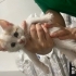 Minik yavruya yuva aranıyor fotoğraf