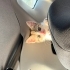 yavru minik kedi fotoğraf