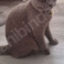 🐾 ACİL – İSTANBUL / FATİH – ÖMÜRLÜK YUVA ARIYOR 🐾 fotoğraf