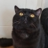 Siyah renkli british shorthair kedi fotoğraf