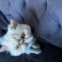 KISIR İRAN KEDİSİ  (PERSIAN) fotoğraf