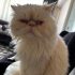KISIR İRAN KEDİSİ  (PERSIAN) fotoğraf