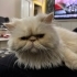 KISIR İRAN KEDİSİ  (PERSIAN) fotoğraf