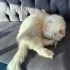 KISIR İRAN KEDİSİ  (PERSIAN) fotoğraf