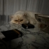KISIR İRAN KEDİSİ  (PERSIAN) fotoğraf