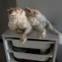 KISIR İRAN KEDİSİ  (PERSIAN) fotoğraf