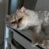 KISIR İRAN KEDİSİ  (PERSIAN) fotoğraf