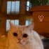 LATTE YE İYİ BAKACAK ÖMÜRLÜK YUVA ARIYORUZ fotoğraf