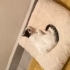 Minik dostumuza yuva arıyoruz fotoğraf