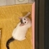 Minik dostumuza yuva arıyoruz fotoğraf