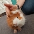 guinea pig 2 ADET DİŞİ VE ERKEK fotoğraf