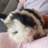 guinea pig 2 ADET DİŞİ VE ERKEK fotoğraf